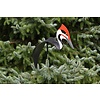 Florida Dancing Birds Pileated Woodpecker Dancing Bird