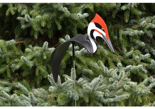 Florida Dancing Birds Pileated Woodpecker Dancing Bird   Florida Dancing Birds Pileated Woodpecker Dancing Bird