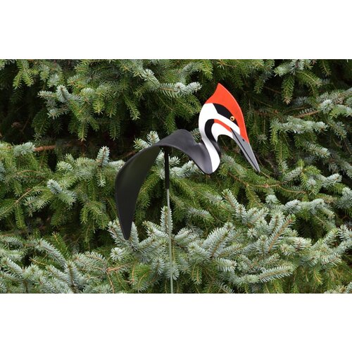  Florida Dancing Birds Pileated Woodpecker Dancing Bird 