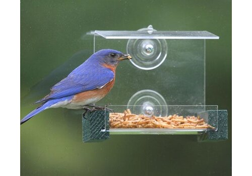  Mini Green Window Feeder 