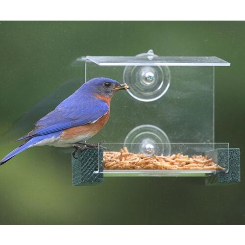  Mini Green Window Feeder 