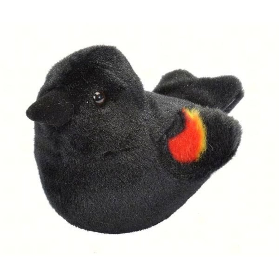 Red Winged Blackbird Audubon