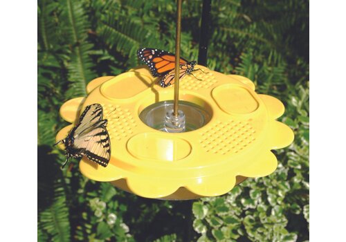  Butterfly Feeder 