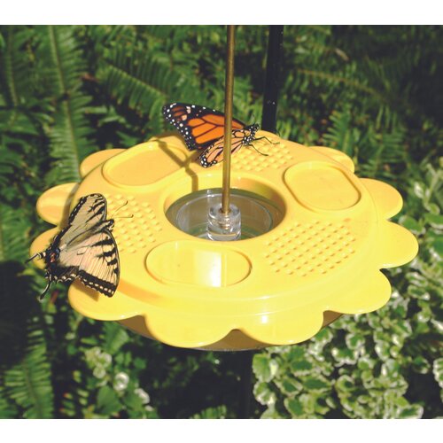  Butterfly Feeder 