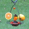 Oriole Flower Feeder