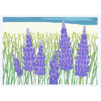 Lupine Card