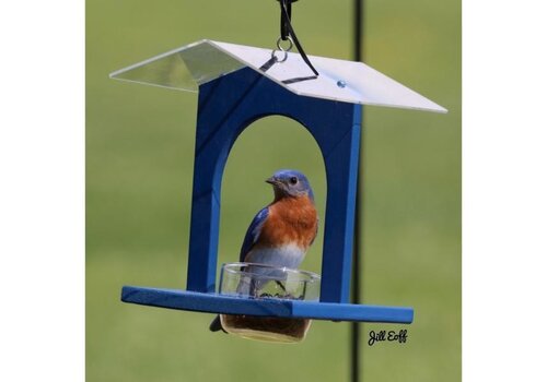  Bluebird Joint 