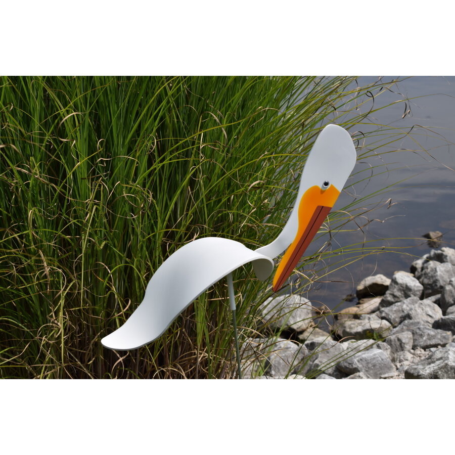 American White Pelican