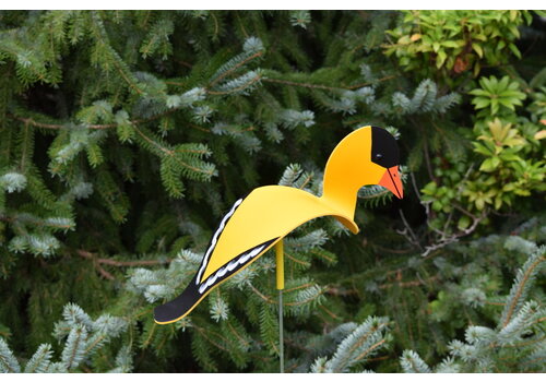  Florida Dancing Birds Goldfinch Dancing Bird 