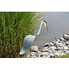 Florida Dancing Birds Dancing Lawn Great Blue Heron