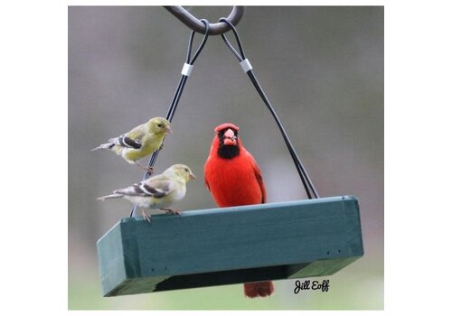  Petite Green Hanging Tray Feeder* 
