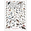 Earth sky water Peterson's Backyard Birds of Northeast Poster
