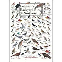 Peterson's Backyard Birds of Northeast Poster