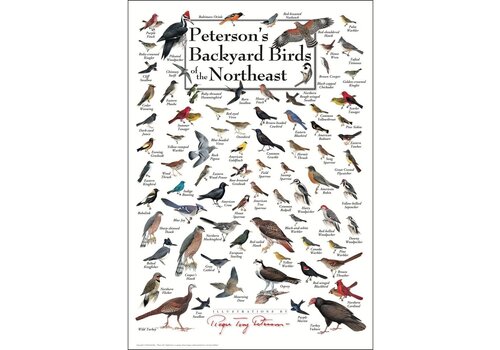 Earth sky water Peterson's Backyard Birds of Northeast Poster   Earth sky water Peterson's Backyard Birds of Northeast Poster