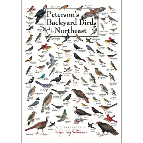  Earth sky water Peterson's Backyard Birds of Northeast Poster 