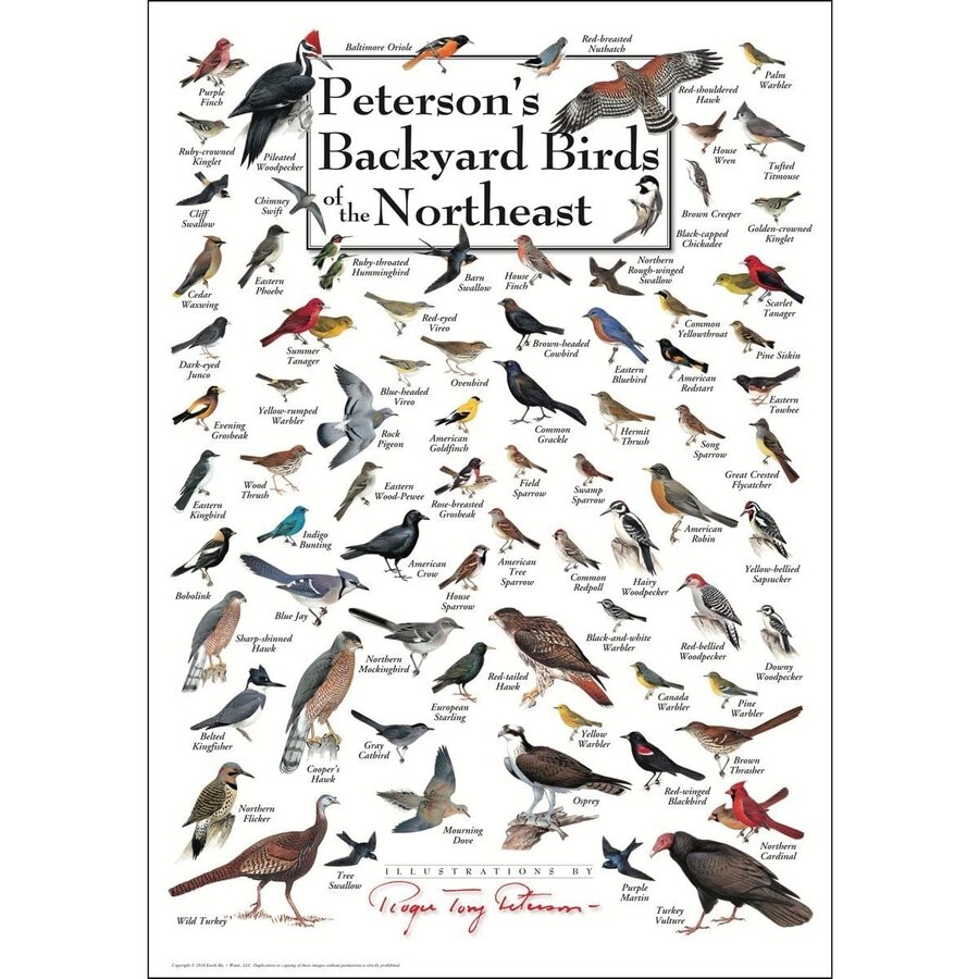 Peterson's Backyard Birds of Northeast Poster