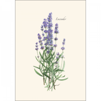 Lavender Boxed Note Cards