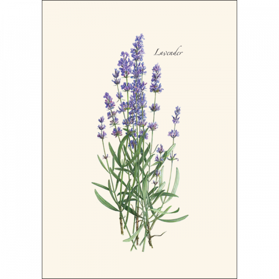 Lavender Boxed Note Cards