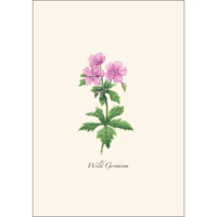 Meadow Wildflower Asst Boxed Notecards