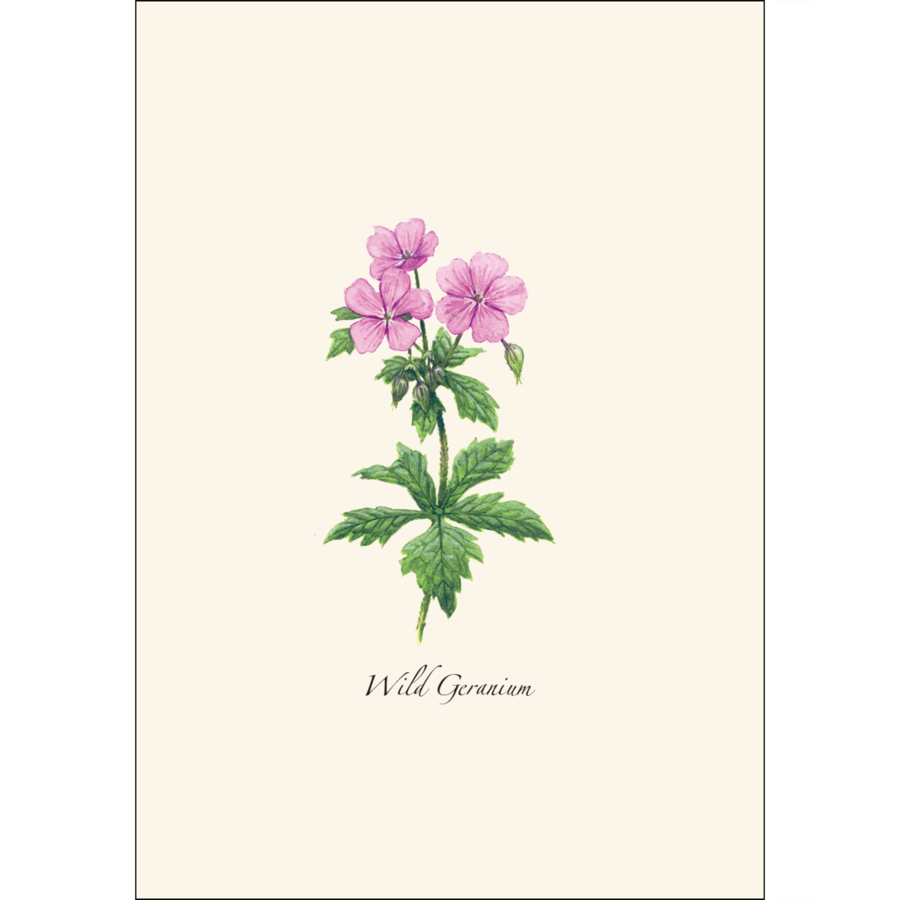 Meadow Wildflower Asst Boxed Notecards