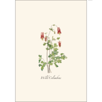 Meadow Wildflower Asst Boxed Notecards