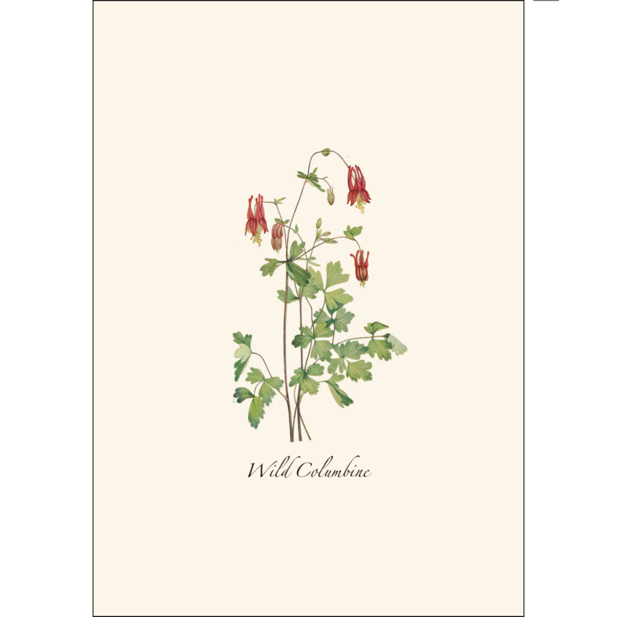 Meadow Wildflower Asst Boxed Notecards