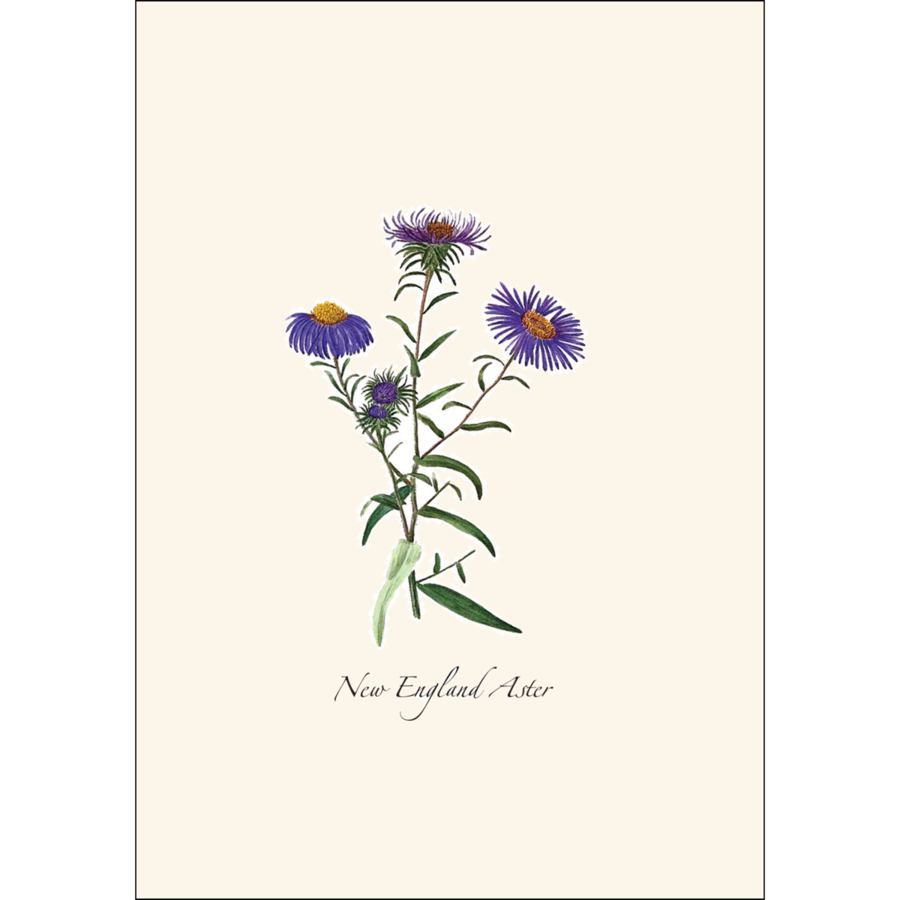 Meadow Wildflower Asst Boxed Notecards