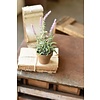 10" Flowering Sage Pot Lavender