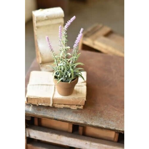  10" Flowering Sage Pot Lavender 