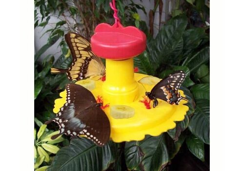  Butterfly Feeder 
