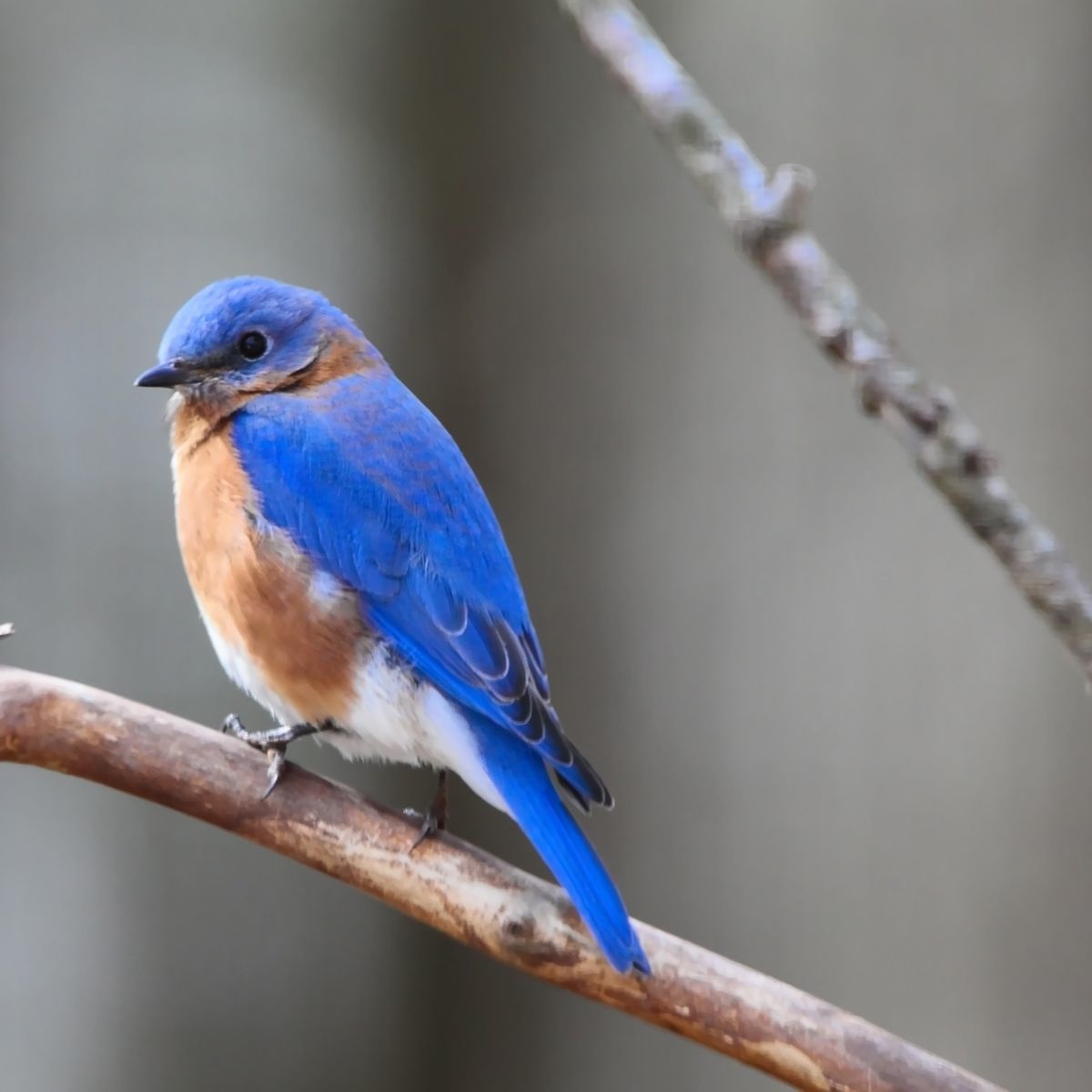 Bluebird