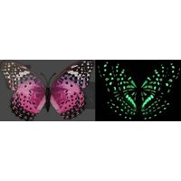 Glow in the Dark Butterfly Magnet