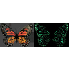 Glow in the Dark Butterfly Magnet Glow in the Dark Butterfly Magnet