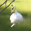 Cottontail Nest Building Ball Cottontail Nest Building Ball