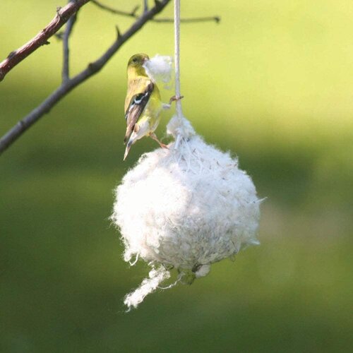 Cottontail Nest Building Ball   Cottontail Nest Building Ball