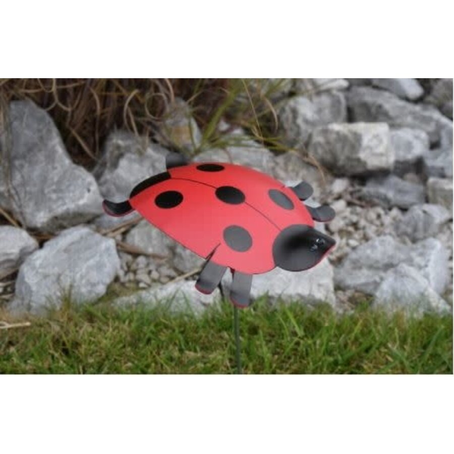 Ladybug Outdoor