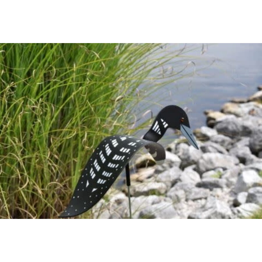 Loon Dancing Bird