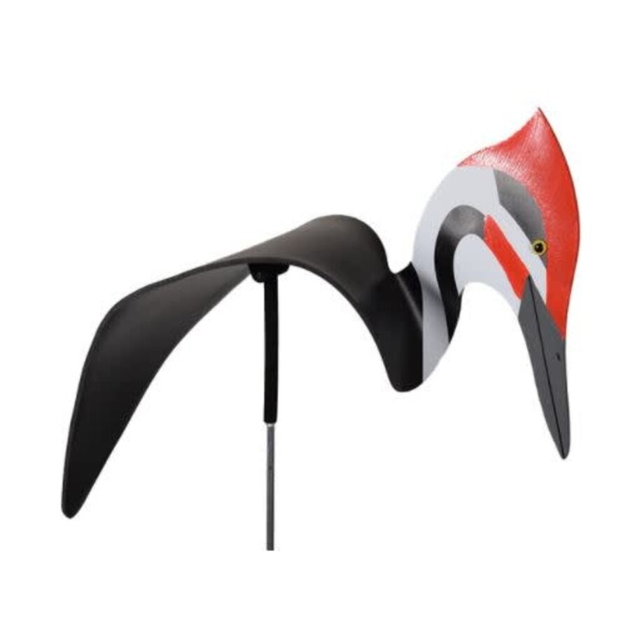 Pileated Woodpecker Dancing Bird