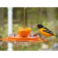 BC Oriolefest Oriole Feeder