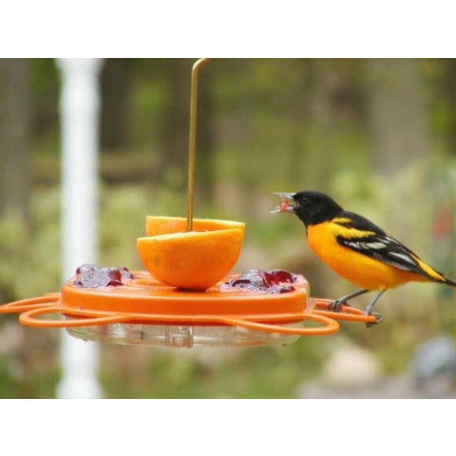 BC Oriolefest Oriole Feeder