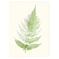 Fern Sympathy Card