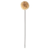 26" Allium Stem