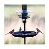 Seed Buster Tray Feeder