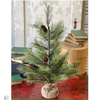 Bishops Pine with Burlap Bishops Pine with Burlap