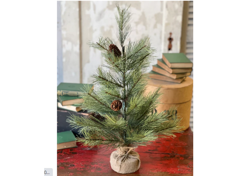  Bishops Pine with Burlap 