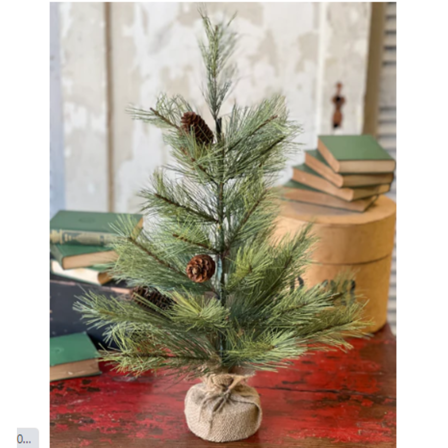 Bishops Pine with Burlap