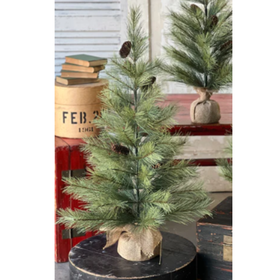 Bishops Pine with Burlap