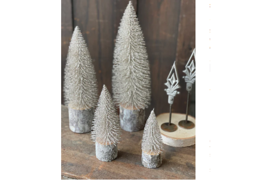  Snowy Foxtail Pine Tree 