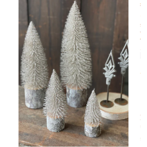  Snowy Foxtail Pine Tree 
