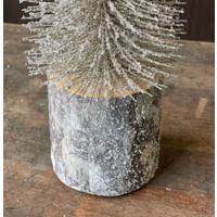 Snowy Foxtail Pine Tree
